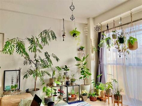 家 植物 風水